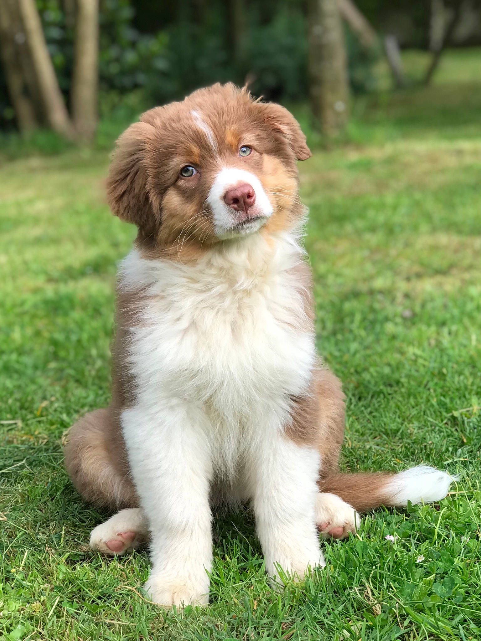 Jaspe participe au concours pour gagner de l'argent avec cette photo : ancient_dog_breeds, australian_collie, brittany, canidae, carnivore, companion_dog, dog, dog_breed, fawn, grass, gun_dog, liver, plant, snout, sporting_group, terrestrial_animal, tree, whiskers, wildlife, working_dog