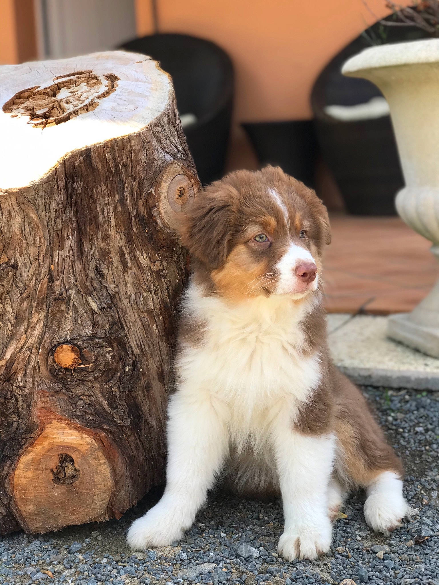 Jaspe participe au concours pour gagner de l'argent avec cette photo : canidae, carnivore, companion_dog, dog, dog_breed, fawn, felidae, flowerpot, fur, houseplant, liver, small_to_medium_sized_cats, snout, sporting_group, tail, terrestrial_animal, toy, whiskers, wood, working_animal