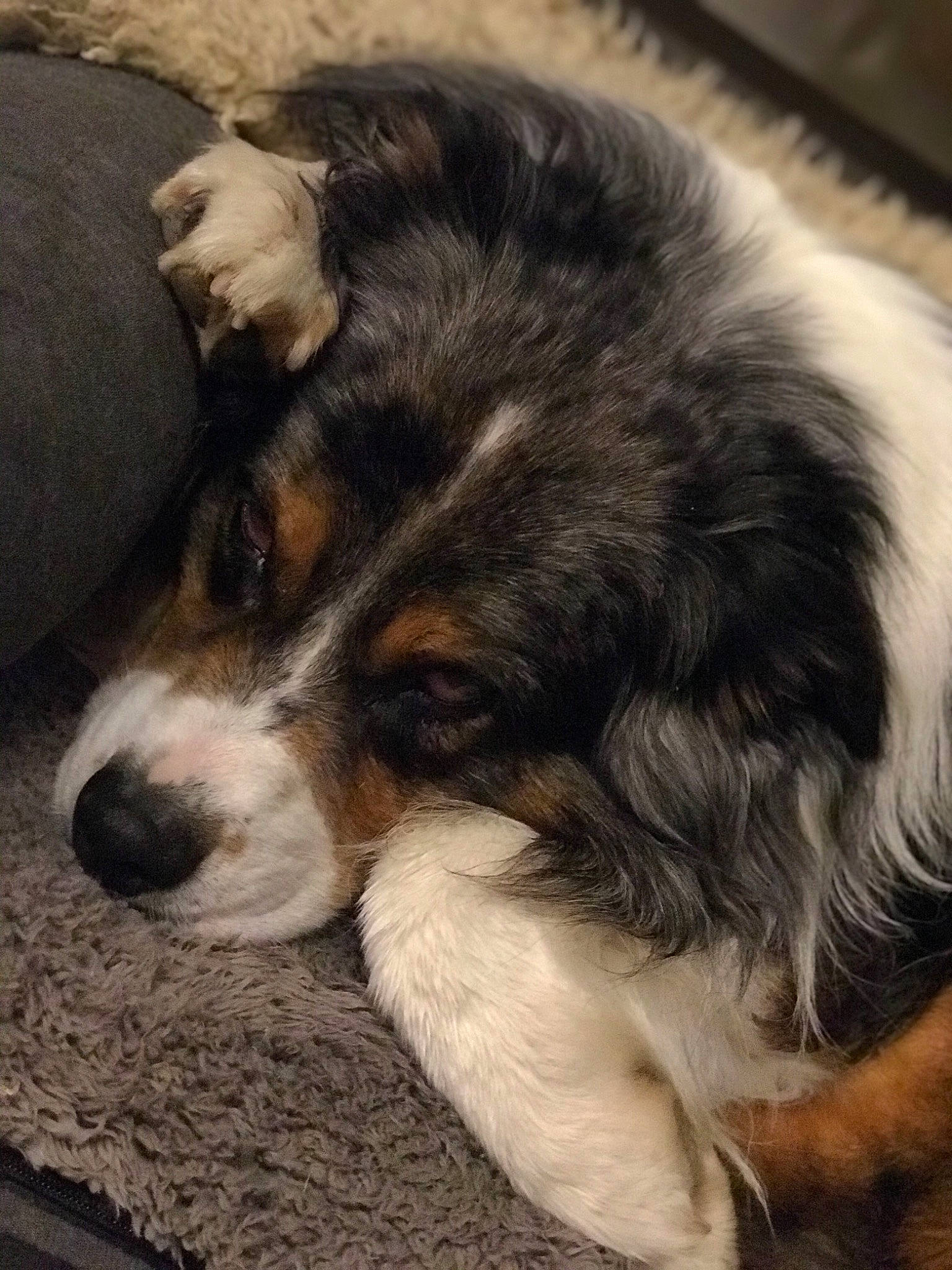 Saphir a rejoint le concours — aidez-le/la à gagner de superbes lots ! bored, canidae, carnivore, comfort, companion_dog, dog, dog_breed, fur, herding_dog, nap, paw, puppy, sleep, sporting_group, terrestrial_animal, whiskers, working_dog