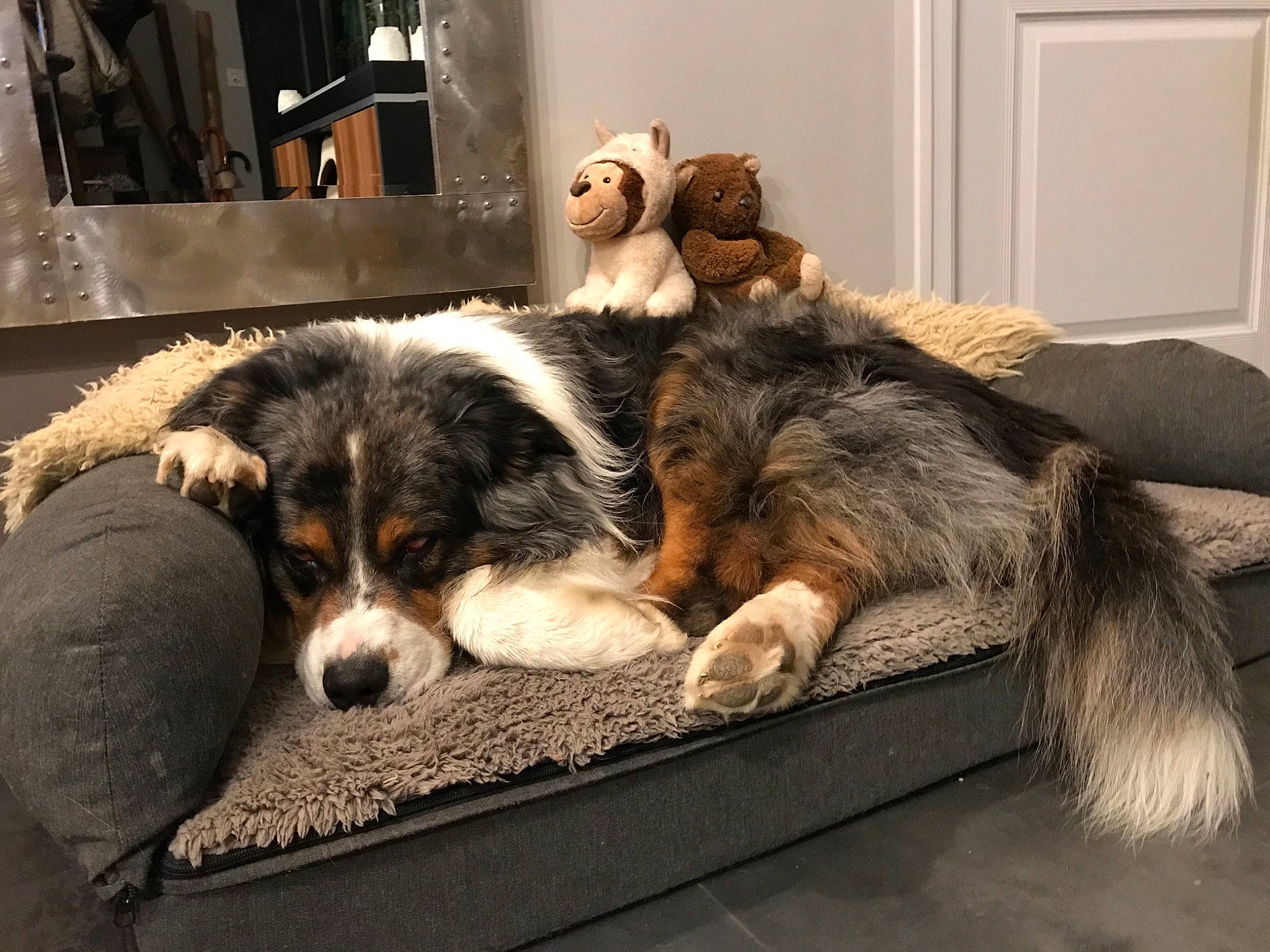 Saphir participe au concours pour gagner de l'argent avec cette photo : border_collie, bored, canidae, carnivore, comfort, companion_dog, couch, dog, dog_breed, flooring, fur, koolie, nap, sporting_group, terrestrial_animal, texas_heeler, working_animal, working_dog