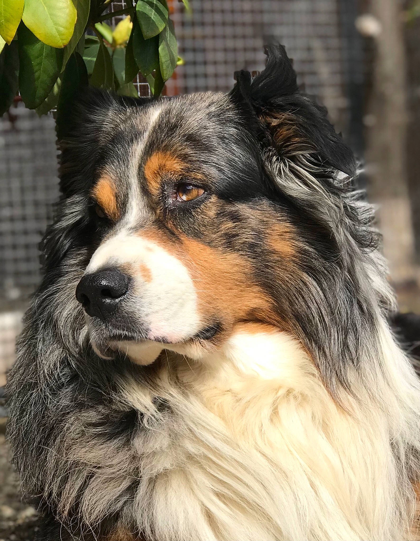 Saphir participe au concours pour gagner de l'argent avec cette photo : bernese_mountain_dog, carnivore, companion_dog, dog, dog_breed, fur, herding_dog, plant, snout, sporting_group, terrestrial_animal, tree, whiskers, working_dog