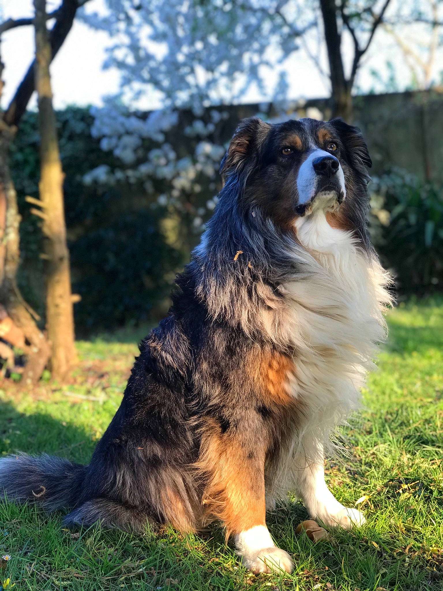 Saphir a rejoint le concours — aidez-le/la à gagner de superbes lots ! canidae, carnivore, companion_dog, dog, dog_breed, fur, grass, herding_dog, plant, sky, snout, sporting_group, terrestrial_animal, tree, whiskers, working_dog