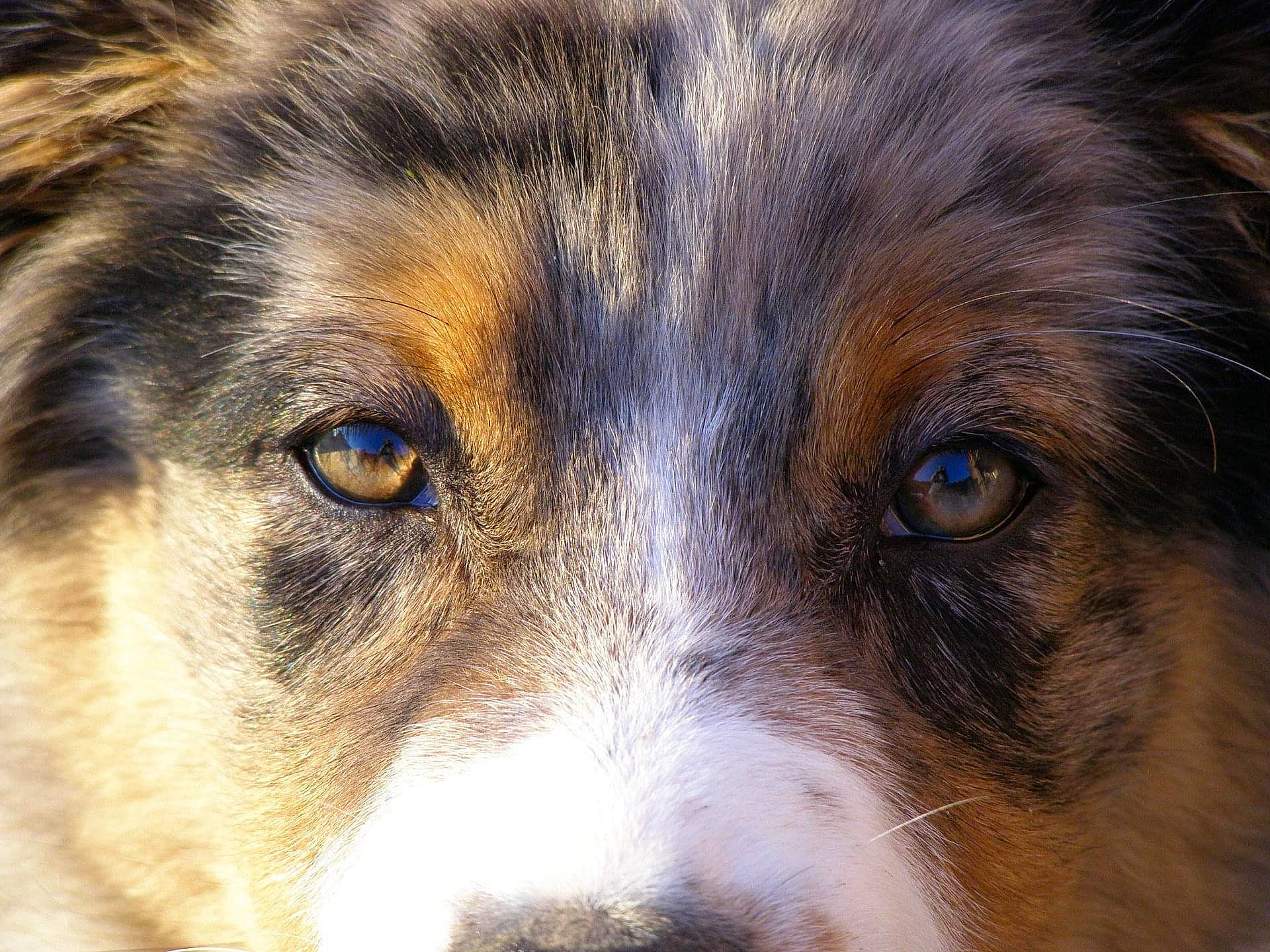 Saphir a rejoint le concours — aidez-le/la à gagner de superbes lots ! australian_collie, ball, canidae, carnivore, close_up, companion_dog, dog, dog_breed, ear, eye, fur, head, herding_dog, iris, snout, sporting_group, terrestrial_animal, whiskers, wildlife, working_dog