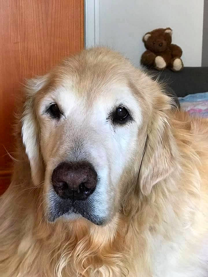 Ruby participe au concours pour gagner de l'argent avec cette photo : canidae, carnivore, companion_dog, dog, dog_breed, fawn, fur, golden_retriever, gun_dog, head, natural_material, sporting_group, stuffed_toy, toy, whiskers, working_animal, working_dog