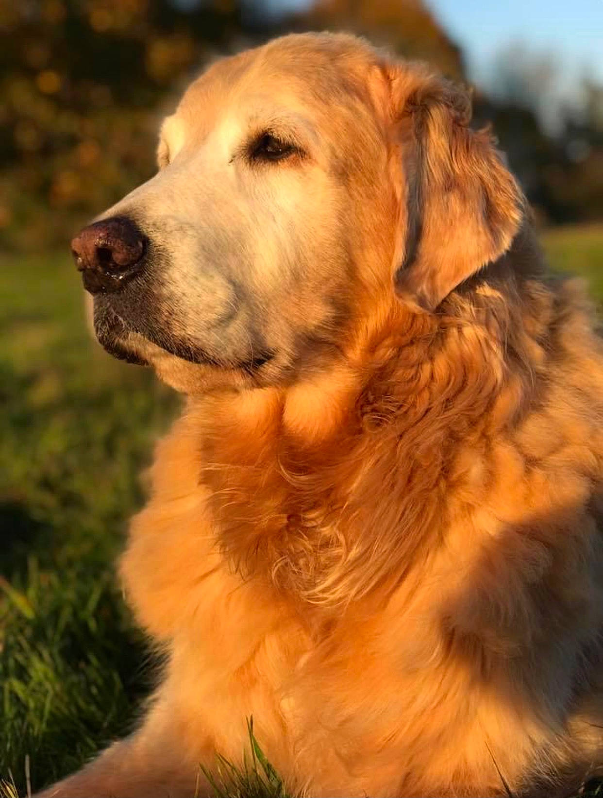 Ruby participe au concours pour gagner de l'argent avec cette photo : canidae, carnivore, companion_dog, dog, dog_breed, fawn, fur, golden_retriever, grass, gun_dog, plant, retriever, sky, snout, sporting_group, terrestrial_animal, tree, whiskers, wildlife, working_dog