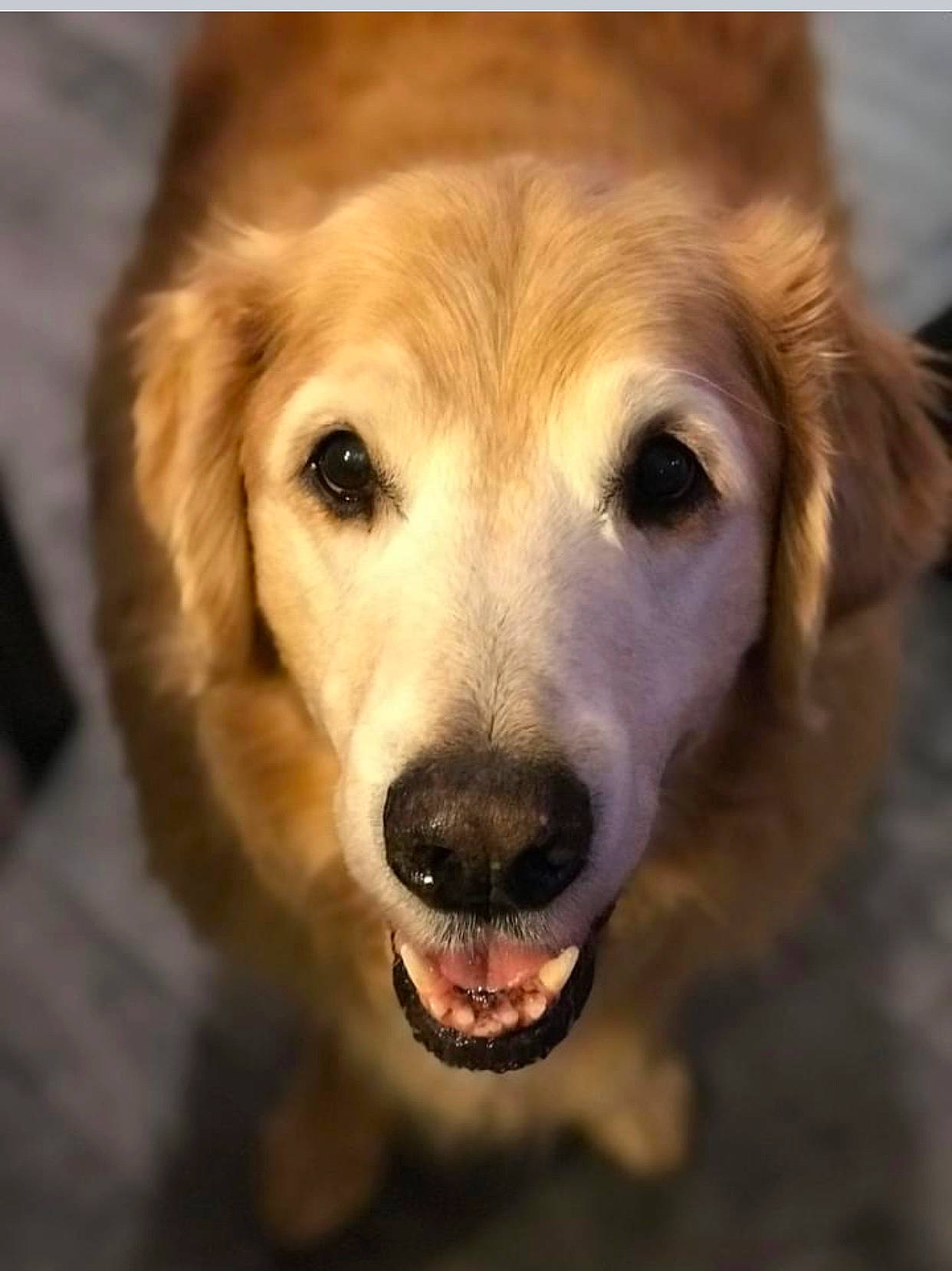 Ruby a rejoint le concours — aidez-le/la à gagner de superbes lots ! canidae, carnivore, companion_dog, dog, dog_breed, ear, fawn, fur, golden_retriever, gun_dog, happy, labrador_retriever, photo_caption, plant, puppy_love, retriever, snout, sporting_group, terrestrial_animal, whiskers