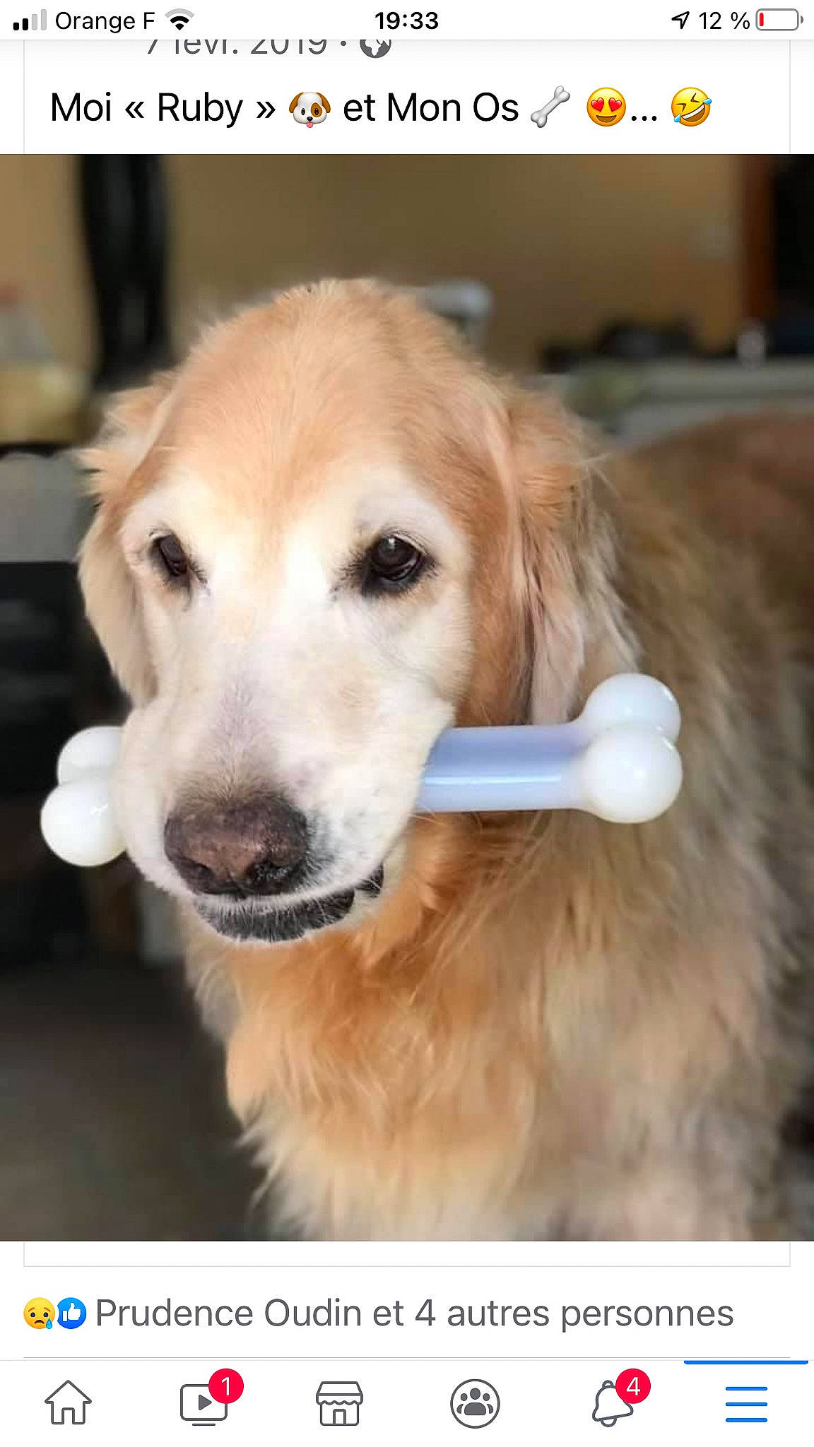 Ruby a rejoint le concours — aidez-le/la à gagner de superbes lots ! canidae, carnivore, collar, companion_dog, dog, dog_breed, dog_collar, fawn, fur, golden_retriever, gun_dog, paw, pet_supply, photo_caption, photography, puppy, retriever, snout, sporting_group, whiskers