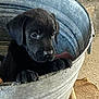 puppy, dog, black_puppy, black_dog, metal_tub, galvanized_bucket, paws_on_edge, nose, eyes, closeup, pet, container, rustic, burlap, concrete_floor, indoor, portrait, cute, animal, mammal