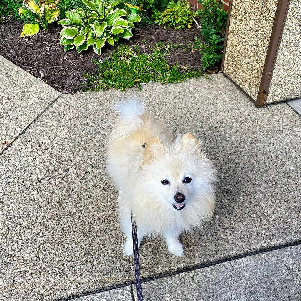 Gizmo joined the competition — help win amazing prizes! accessories, animal, canine, dog, eskimodog, herbal, herbs, jar, nature, outdoors, path, pet, plant, planter, pottedplant, puppy, slate, strap, vegetation, yard