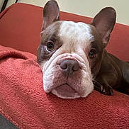 Miss Féria participe au concours pour gagner de l'argent avec cette photo : animal, blanket, bulldog, close_up, companion, cozy, cute, dog, ears, expression, face, fur, indoors, lying_down, nostrils, orange, pet, portrait, resting, snout
