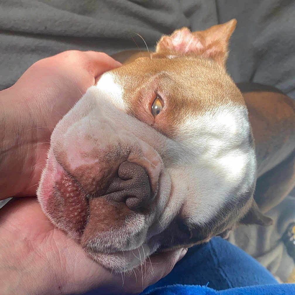 Miss Féria participe au concours pour gagner de l'argent avec cette photo : animal, blanket, brown, canine, close_up, comfort, cozy, dog, expression, fabric, face, fur, hand, indoor, pet, relaxed, resting, snout, white, wrinkles