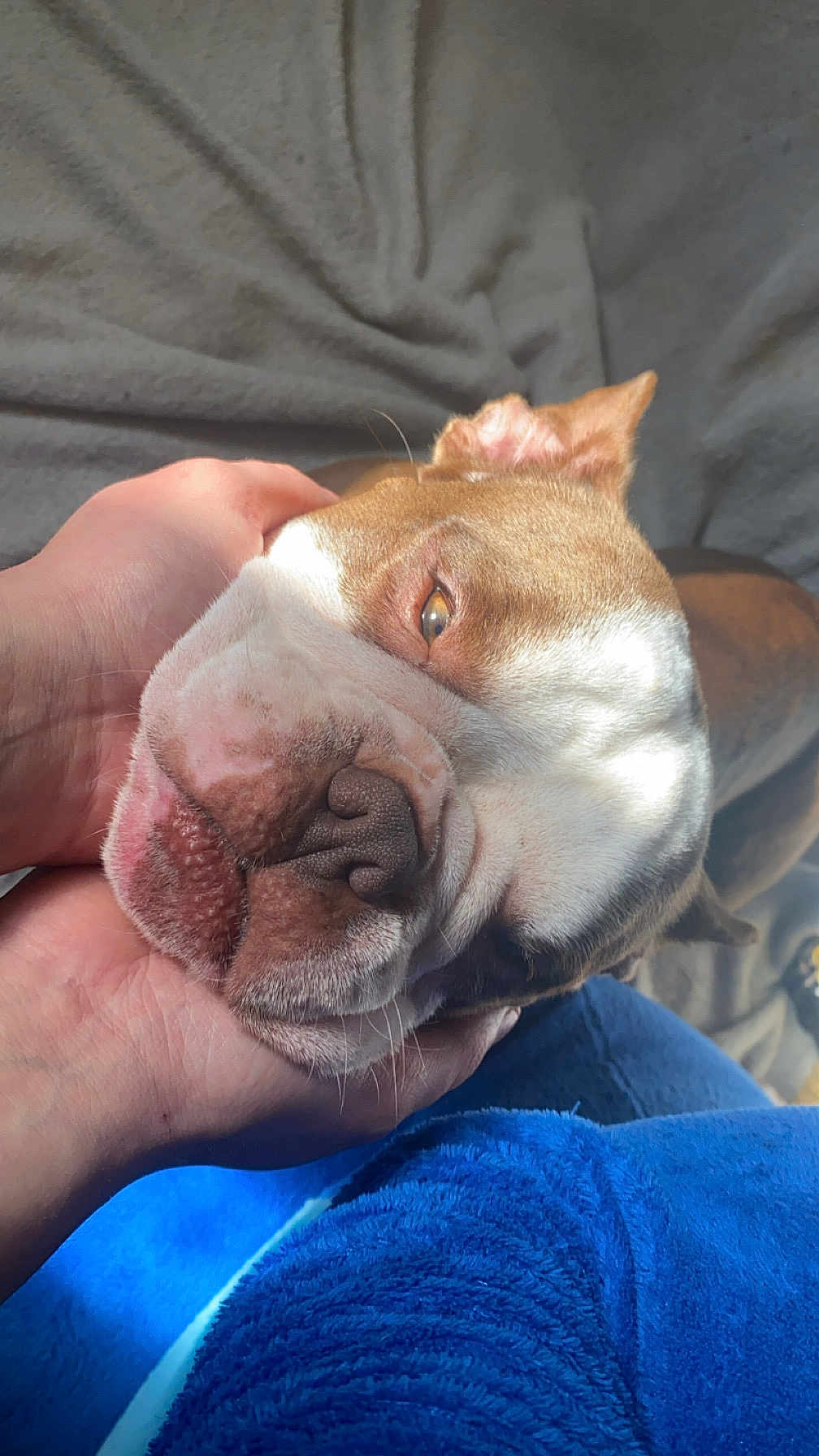 Miss Féria participe au concours pour gagner de l'argent avec cette photo : animal, blanket, brown, canine, close_up, comfort, cozy, dog, expression, fabric, face, fur, hand, indoor, pet, relaxed, resting, snout, white, wrinkles