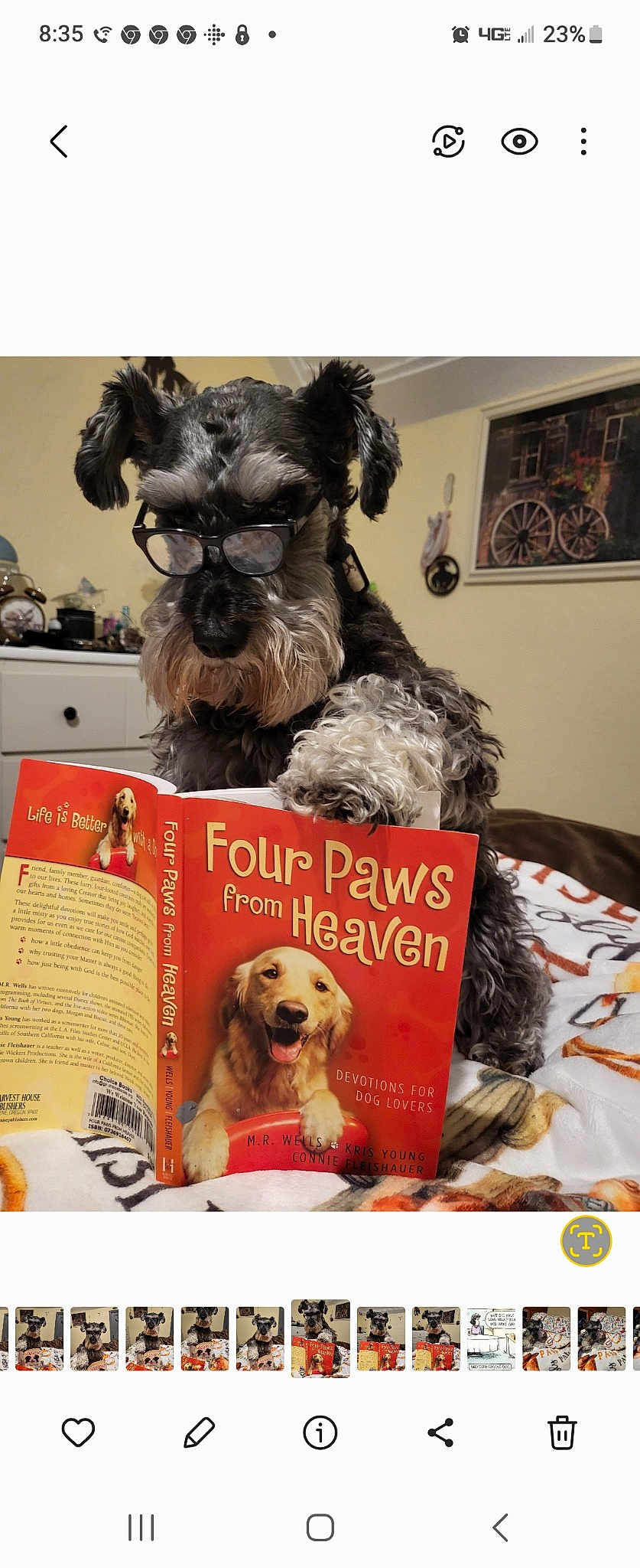 Paisly joined the competition — help win amazing prizes! book, canidae, carnivore, companion_dog, dog, dog_breed, dog_supply, fur, liver, mammal, pet_supply, picture_frame, publication, schnauzer, small_terrier, snout, sporting_group, toy_dog, vertebrate, working_animal
