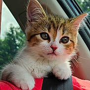 Chopper joined the competition — help win amazing prizes! adorable, car_interior, cat, close_up, curious, ears, feline, fur, human_arm, kitten, passenger, paw, pet, pink_nose, portrait, seatbelt, travel, trees, whiskers, window