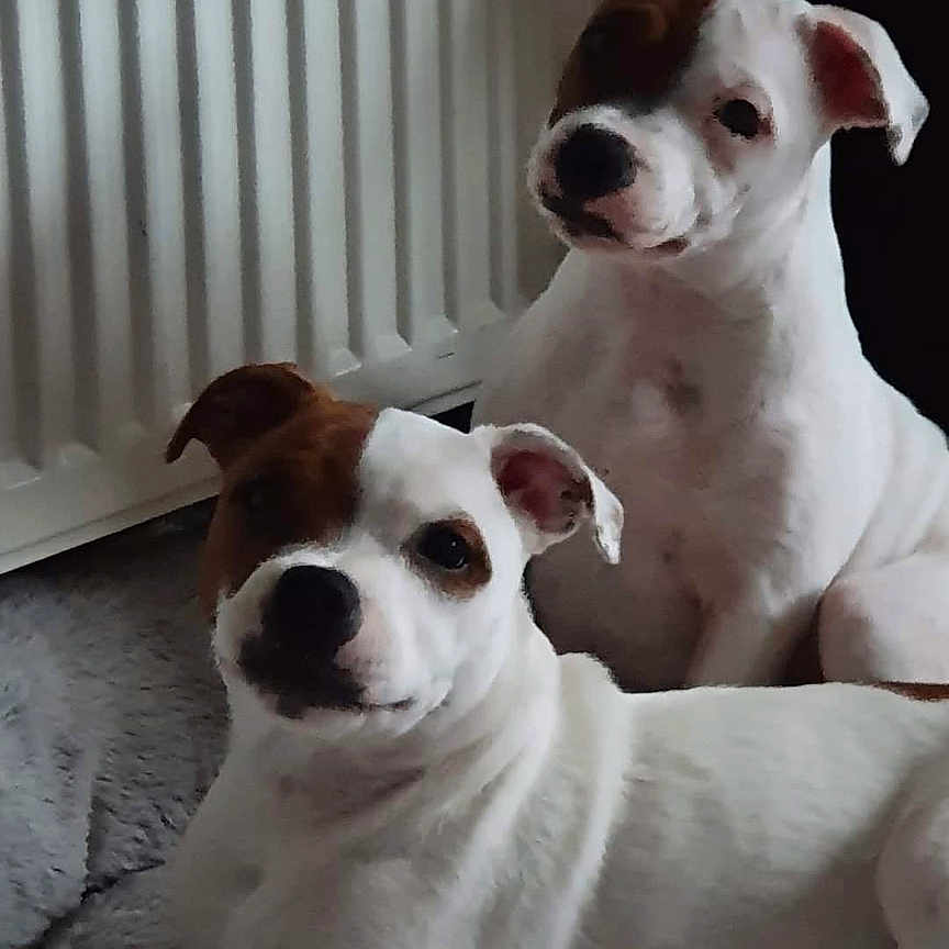 Barney And Buddy joined the competition — help win amazing prizes! animal, brown_patch, carpet, companion, cute, dog, domestic, ears, expression, face, fur, indoor, lying_down, nose, pet, puppy, radiator, relaxed, two_dogs, white_dog