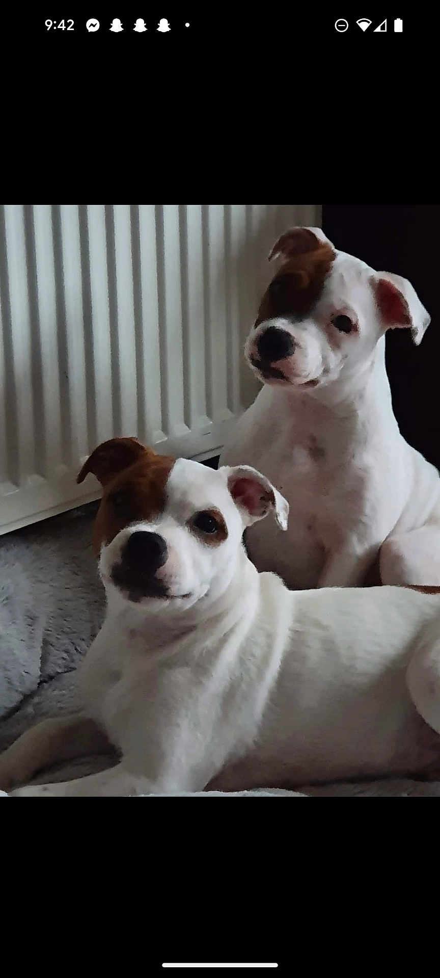 Buddy And Monica is registered to the contest to win money with this photo: dog, puppy, white_dog, brown_patch, indoor, radiator, carpet, cute, pet, animal, lying_down, two_dogs, companion, domestic, fur, ears, face, nose, expression, relaxed