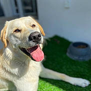 Kaly participe au concours pour gagner de l'argent avec cette photo : artificial_grass, canine, close_up, dog, dog_bowl, eyes, fur, happy, labrador_retriever, mouth, nose, outdoor, panting, pet, portrait, shallow_depth_of_field, smile, sunlight, tongue_out, yellow_lab