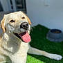 artificial_grass, canine, close_up, dog, dog_bowl, eyes, fur, happy, labrador_retriever, mouth, nose, outdoor, panting, pet, portrait, shallow_depth_of_field, smile, sunlight, tongue_out, yellow_lab
