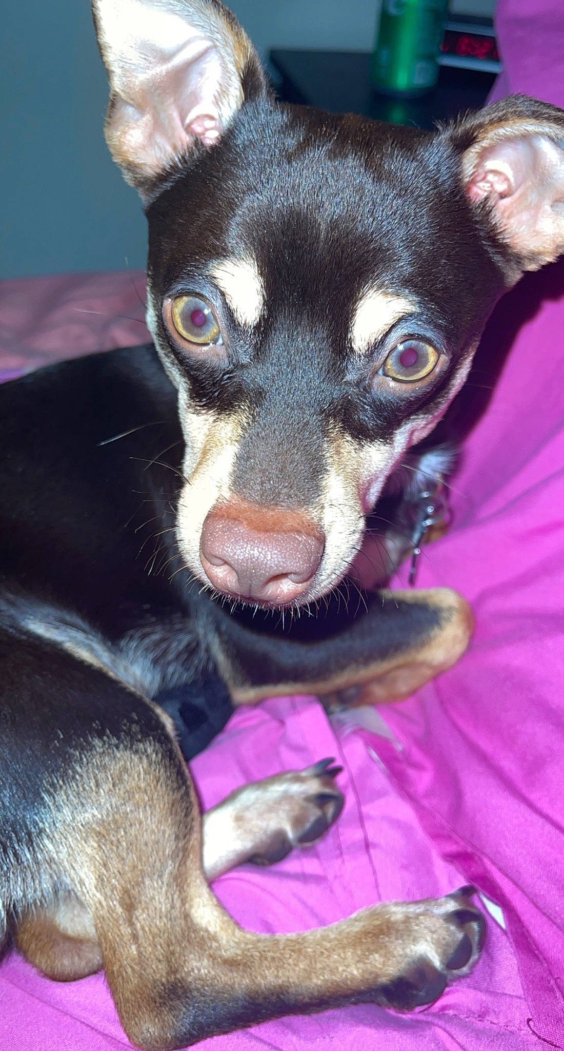 Max is registered to the contest to win money with this photo: canidae, carnivore, chihuahua, companion_dog, corgi_chihuahua, dog, dog_breed, ear, fawn, fur, jaw, prazsky_krysarik, russkiy_toy, snout, sporting_group, terrestrial_animal, toy_dog, whiskers, working_animal, working_dog