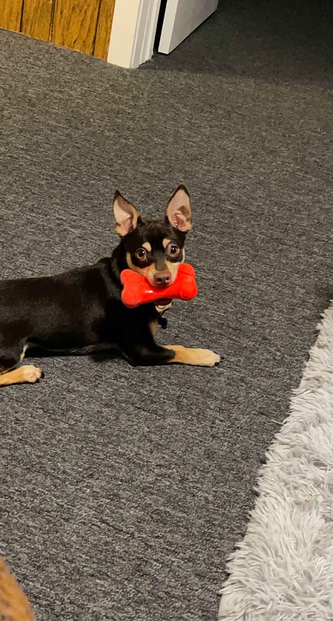 Max is registered to the contest to win money with this photo: asphalt, carnivore, chihuahua, companion_dog, dog, dog_breed, dog_supply, fawn, grey, paw, pinscher, prazsky_krysarik, road_surface, russkiy_toy, snout, sporting_group, tail, toy_dog, whiskers, working_animal