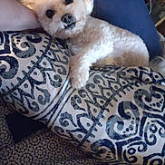 Nugget is registered to the contest to win money with this photo: dog, white_dog, fluffy, pet, couch, pillow, patterned_pillow, blanket, indoor, resting, cute, animal, fur, relaxed, companion, looking_up, close_up, home, cozy, domestic