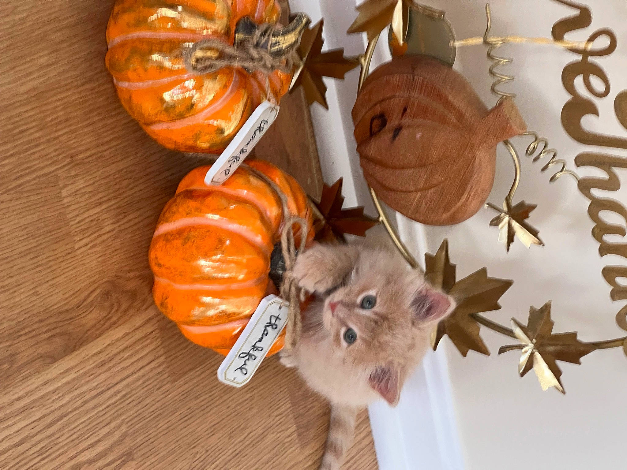 Kitty is registered to the contest to win money with this photo: art, calabaza, comfort_food, craft, creative_arts, cucurbita, fawn, food, gourd, jack_o_lantern, natural_foods, orange, plant, produce, pumpkin, squash, stuffed_toy, toy, vegetable, winter_squash