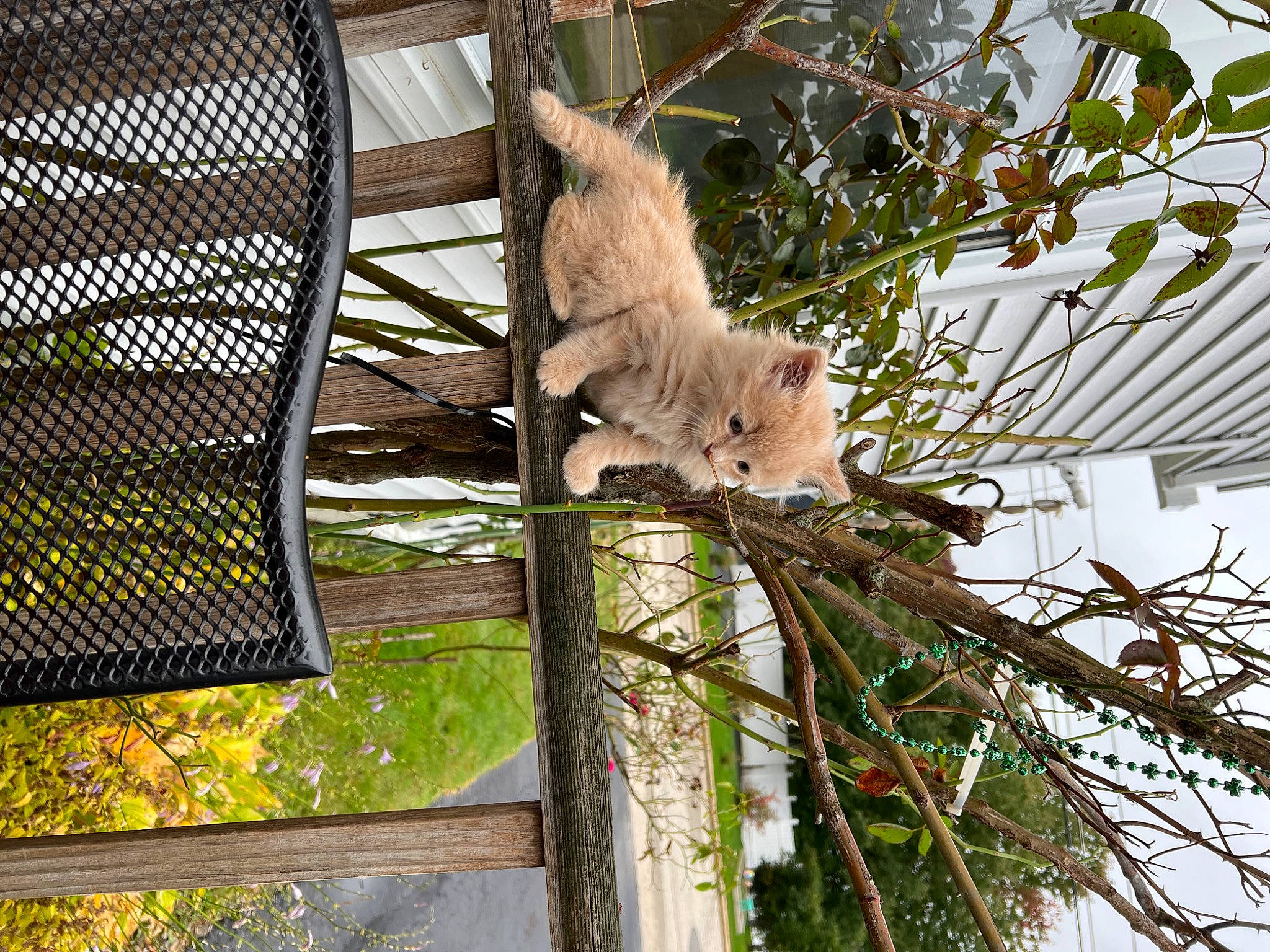 Kitty joined the competition — help win amazing prizes! branch, building, carnivore, cat, fawn, felidae, mesh, metal, plant, plant_stem, shade, small_to_medium_sized_cats, tail, terrestrial_animal, tree, trunk, twig, wildlife, window, wood