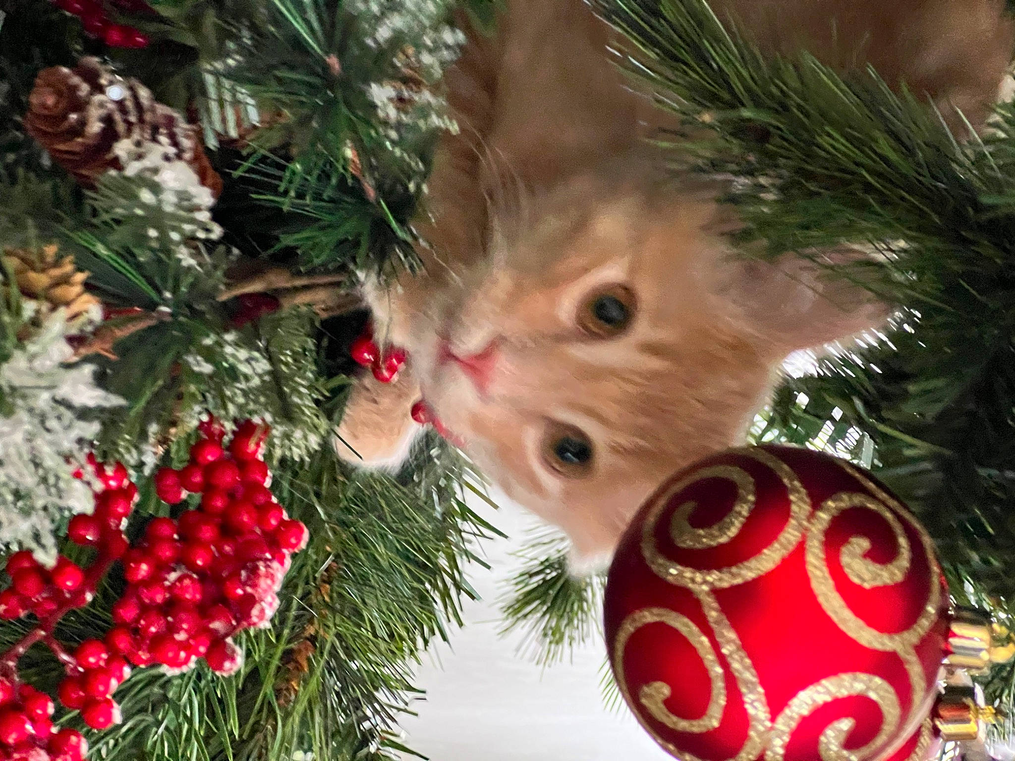 Kitty joined the competition — help win amazing prizes! branch, carnivore, cat, christmas, christmas_decoration, christmas_eve, christmas_ornament, christmas_tree, conifer, event, evergreen, felidae, grass, holiday, holiday_ornament, ornament, plant, tree, whiskers, woody_plant