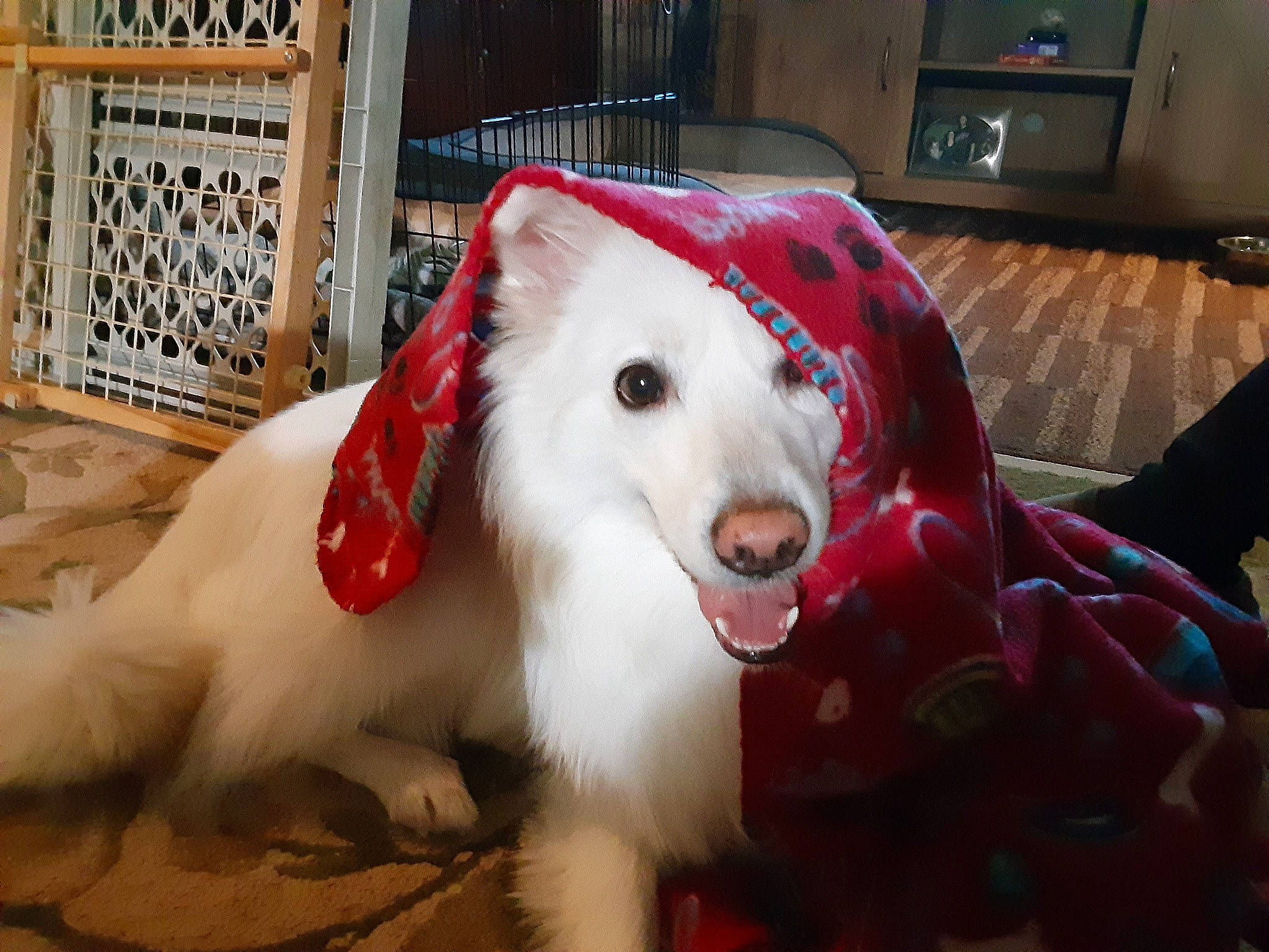 Kain is registered to the contest to win money with this photo: borzoi, cabinetry, canidae, carnivore, companion_dog, dog, dog_breed, dog_supply, drawer, event, fang, fur, home_appliance, kitchen_appliance, pet_supply, sighthound, silken_windhound, snout, sporting_group, working_animal