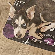 Suki is registered to the contest to win money with this photo: puppy, dog, heterochromia, blue_eye, brown_eye, floor, wood_floor, mat, purple, rose, pet, animal, cute, ears, fur, resting, indoors, looking_up, small_dog, curled_up