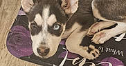 Suki is registered to the contest to win money with this photo: animal, blue_eye, brown_eye, curled_up, cute, dog, ears, floor, fur, heterochromia, indoors, looking_up, mat, pet, puppy, purple, resting, rose, small_dog, wood_floor
