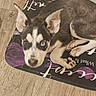 puppy, dog, heterochromia, blue_eye, brown_eye, floor, wood_floor, mat, purple, rose, pet, animal, cute, ears, fur, resting, indoors, looking_up, small_dog, curled_up