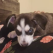 Suki joined the competition — help win amazing prizes! animal, blue_eyes, candle_holder, close_up, clothing, cozy, cute, dog, floral_pattern, fur, hand, home, indoors, person, pet, puppy, relaxed, resting, wooden_furniture, young