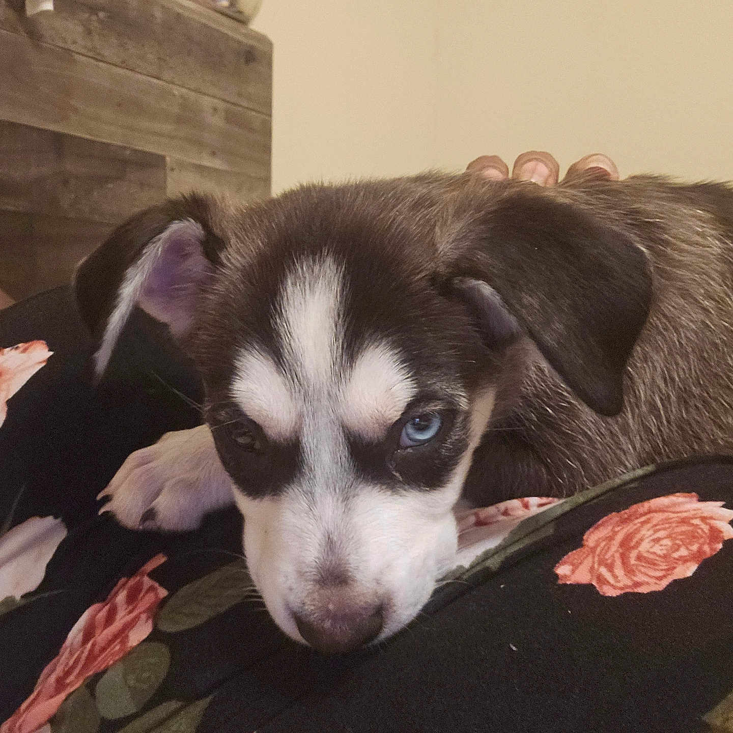 Suki
