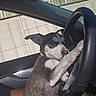 puppy, dog, car_interior, steering_wheel, paw, window, sunlight, curious, pet, animal, seat, dashboard, playing, young_dog, indoor, closeup, transportation, vehicle, cute, pet_owner