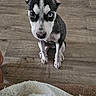 Suki joined the competition — help win amazing prizes! puppy, dog, pet, animal, floor, wooden_floor, sitting, looking_up, heterochromia, curious, indoors, small_dog, young_dog, ears_up, black_and_white, fur, cute, companion, blanket, cozy