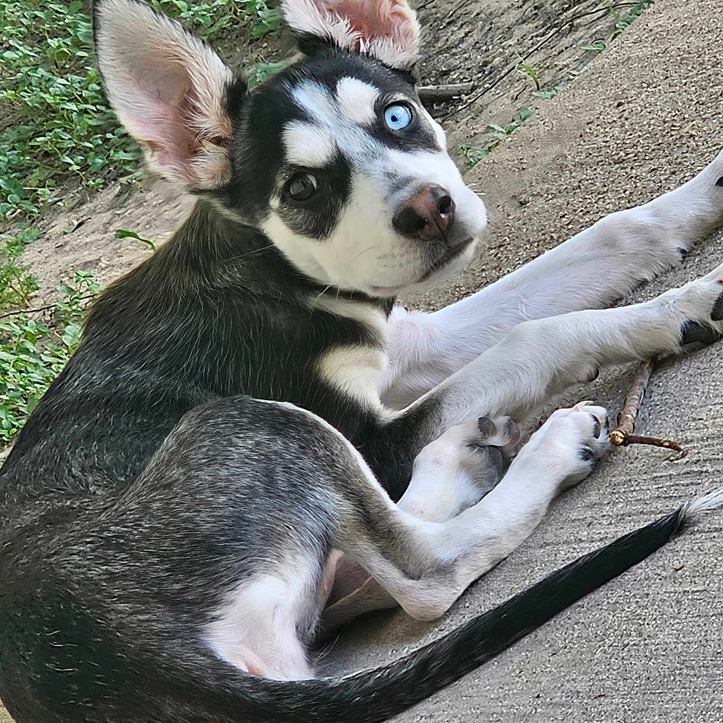 Suki