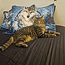 Hero is registered to the contest to win money with this photo: tabby_cat, cat, bed, pillow, wolf_art, animal_print, striped_fur, indoor, pet, relaxed, alert, feline, mammal, domestic_animal, resting, cozy, decor, fabric, wall, remote_control