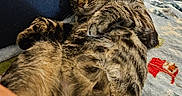 Hero joined the competition — help win amazing prizes! animal, bed, bedroom, blanket, cat, couch, cushion, face, furniture, head, homedecor, indoors, kitten, linen, manx, person, pet, quilt, room, sleeping