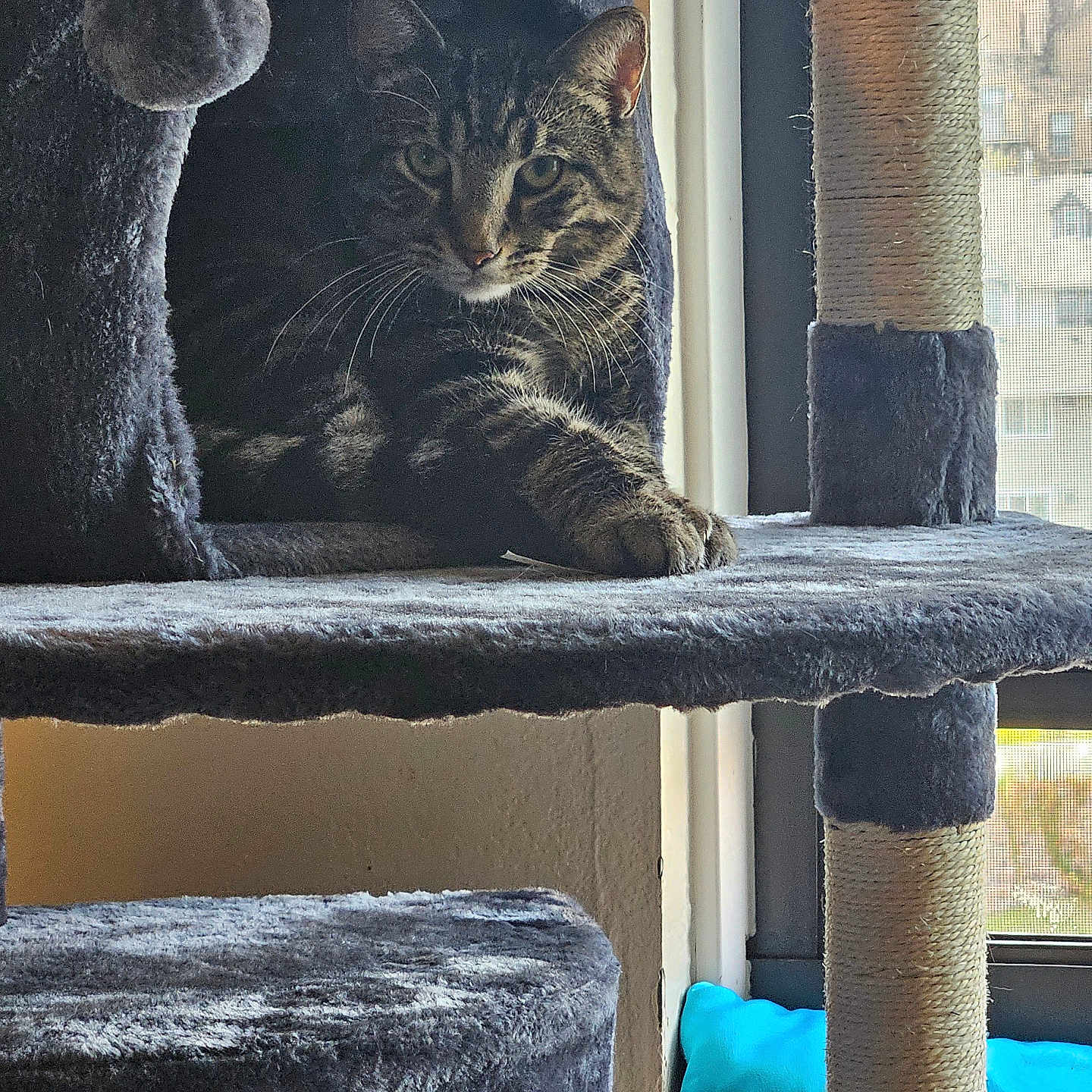 Hero joined the competition — help win amazing prizes! abyssinian, animal, cat, closet, cupboard, den, furniture, homedamage, homedecor, indoors, kitten, manx, nature, outdoors, pet, shelf, snow, window, window_broken, windowsill