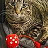 Hero joined the competition — help win amazing prizes! cat, tabby, pet, animal, toy, red, dice, polka_dots, whiskers, eyes, fur, striped, paws, blanket, cozy, indoor, closeup, cute, playful, resting