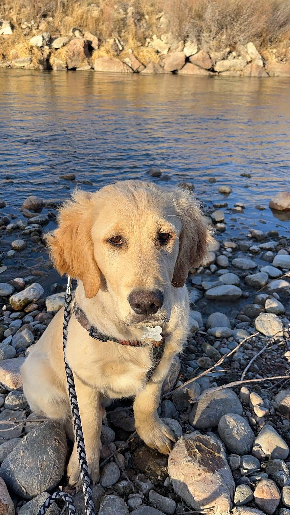 Cosmo joined the competition — help win amazing prizes! adventure, beach, canidae, carnivore, collar, companion_dog, dog, dog_breed, dog_collar, gun_dog, lake, landscape, leash, plant, reflection, rock, soil, water, wood, working_animal