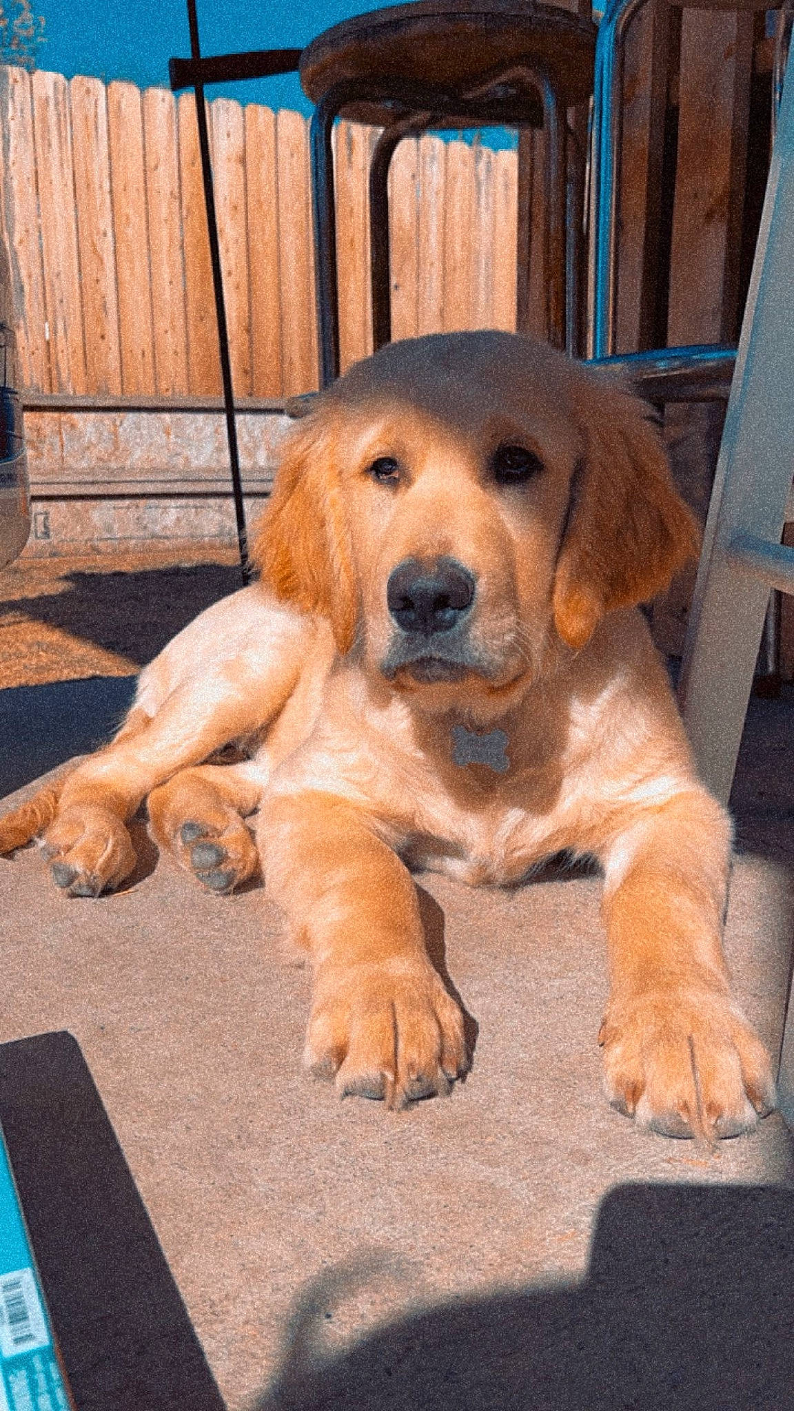 Cosmo joined the competition — help win amazing prizes! ancient_dog_breeds, canidae, carnivore, companion_dog, dog, dog_breed, fawn, fence, fur, guard_dog, hound, paw, puppy, sitting, snout, sporting_group, terrestrial_animal, wood, working_animal, working_dog