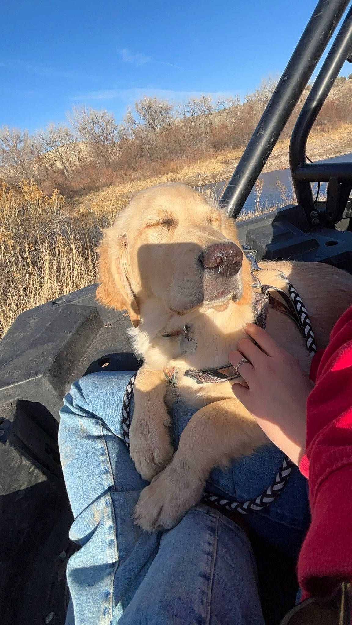 Cosmo joined the competition — help win amazing prizes! adventure, canidae, carnivore, cloud, companion_dog, dog, dog_breed, eyewear, fawn, fur, hat, landscape, mammal, plant, recreation, sky, snout, sporting_group, vehicle_door, vertebrate