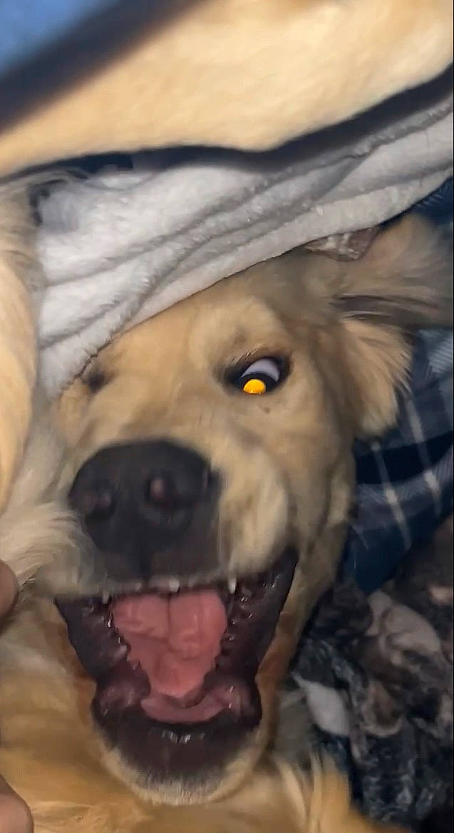 Cosmo joined the competition — help win amazing prizes! canidae, cap, carnivore, companion_dog, dog, dog_breed, fang, fawn, fur, fur_clothing, helmet, jaw, mammal, organ, selfie, snout, sporting_group, vertebrate, whiskers, working_animal