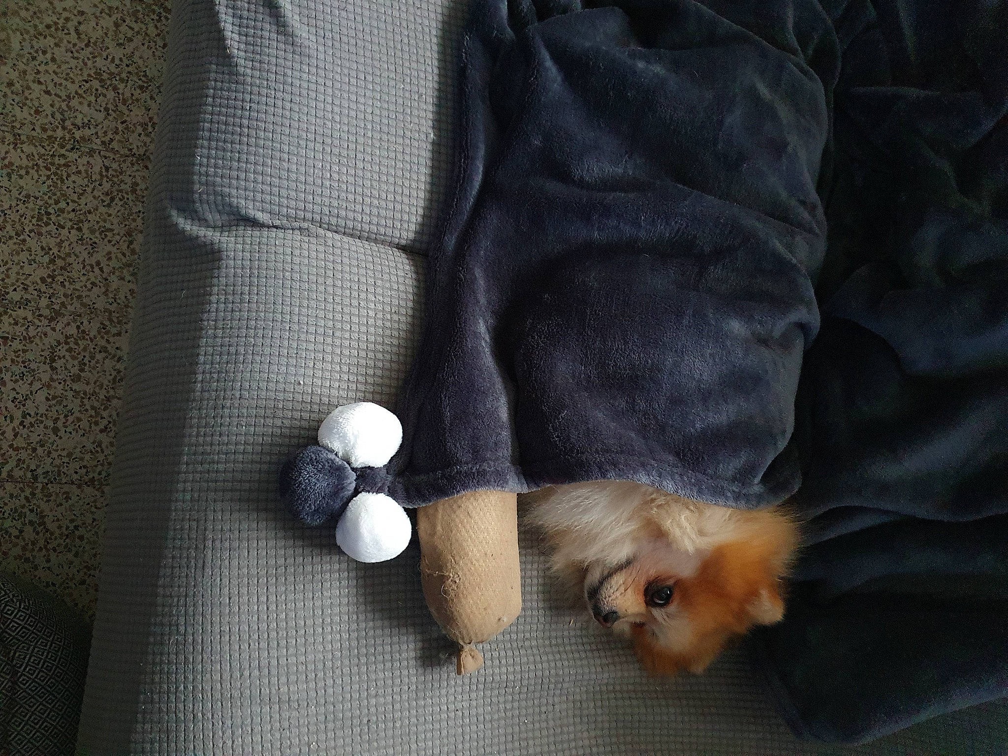 Noisette participe au concours pour gagner de l'argent avec cette photo : button, carnivore, claw, comfort, companion_dog, dog, dog_breed, electric_blue, fashion_accessory, fur, linens, pattern, paw, pomeranian, sleeve, spitz, sporting_group, tail, toy_dog, whiskers