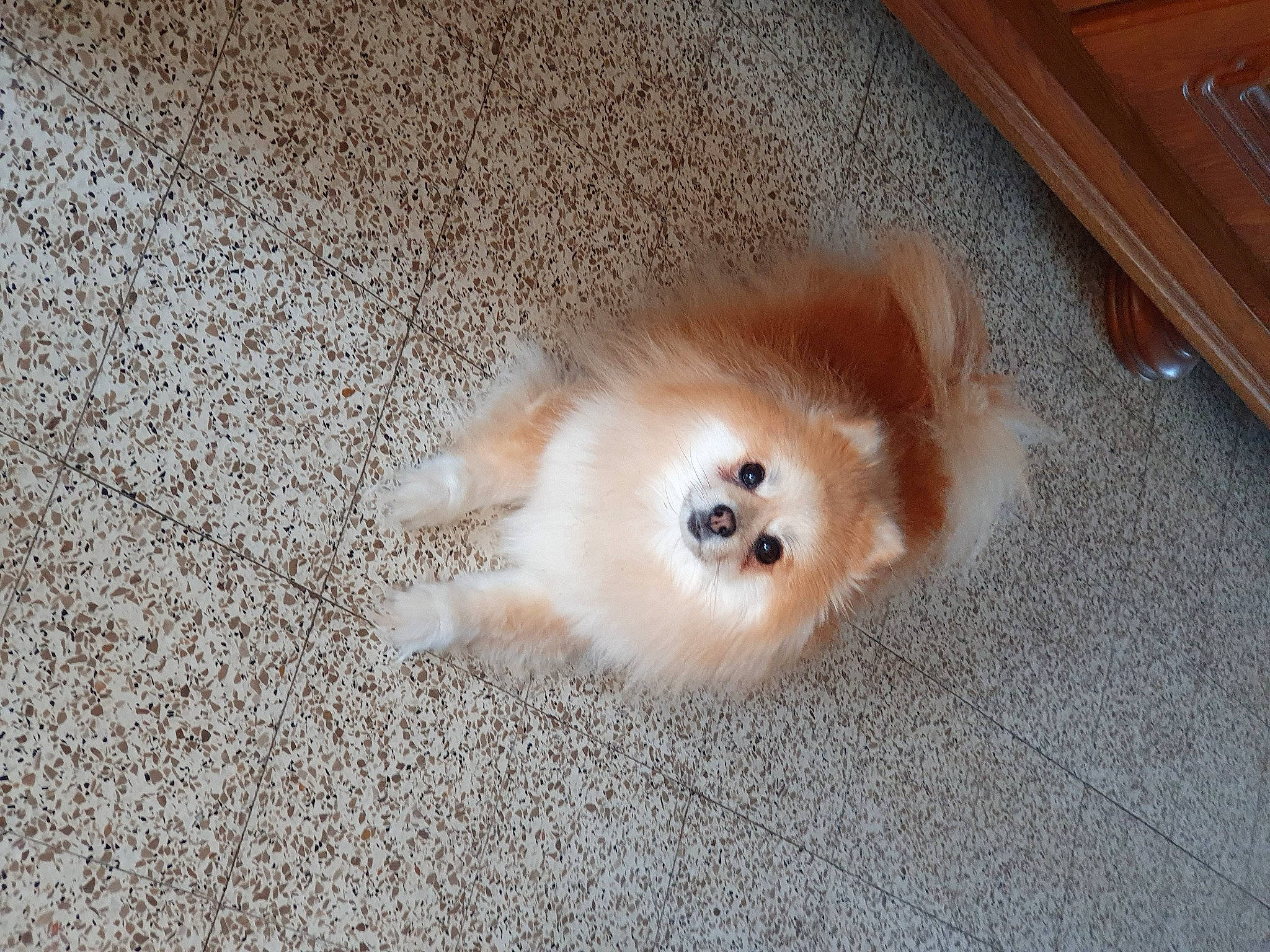 Noisette participe au concours pour gagner de l'argent avec cette photo : carnivore, companion_dog, dog, dog_breed, fawn, felidae, flooring, german_spitz, german_spitz_klein, german_spitz_mittel, hardwood, paw, pomeranian, snout, spitz, sporting_group, tail, toy_dog, whiskers, wood