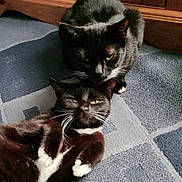 Cedric And Sooty joined the competition — help win amazing prizes! cat, tuxedo_cat, pet, indoor, carpet, feline, resting, two_animals, whiskers, fur, black_and_white, relaxed, home, animal, cute, companion, domestic_cat, playful, cozy, floor