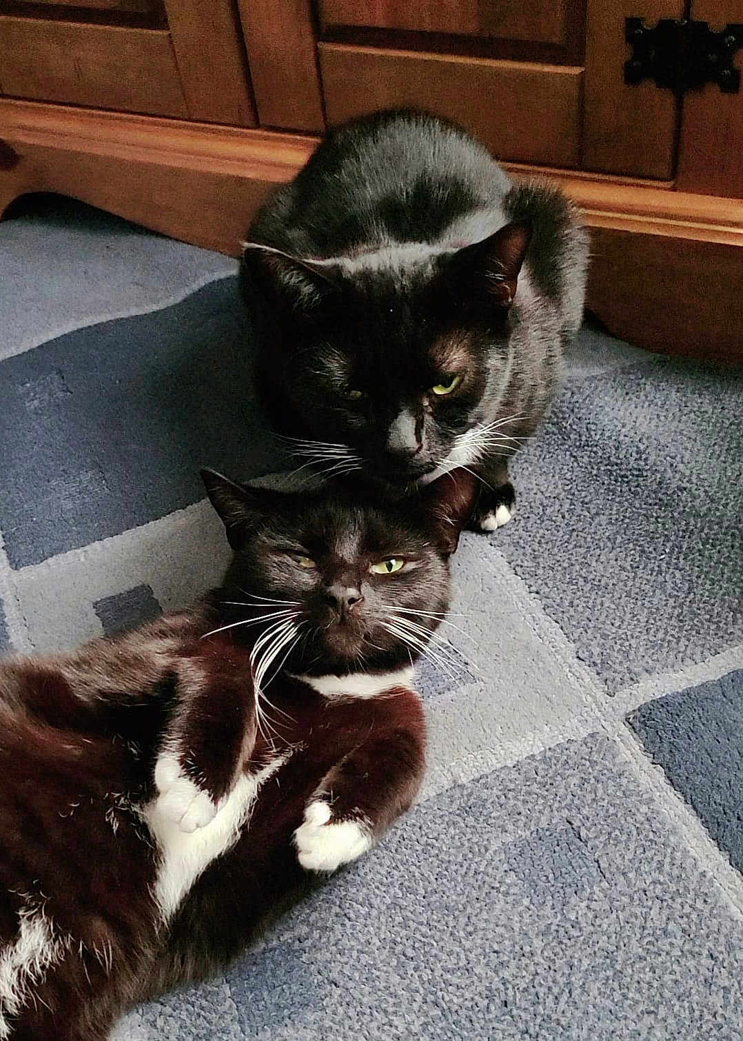 Cedric And Sooty joined the competition — help win amazing prizes! cat, tuxedo_cat, pet, indoor, carpet, feline, resting, two_animals, whiskers, fur, black_and_white, relaxed, home, animal, cute, companion, domestic_cat, playful, cozy, floor