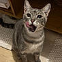 animal, cat, cute, domestic_cat, ears, eyes, floor, fur, furniture, gray_tabby, indoor, looking_up, mammal, mouth, pet, playful, rug, tongue_out, whiskers, wooden_shelf